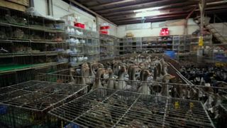 11. Гонка на вымирание (2015)