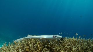 120. Гонка на вымирание (2015)