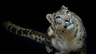 125. Гонка на вымирание (2015)