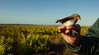 127. Гонка на вымирание (2015)