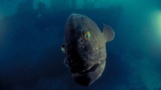 128. Гонка на вымирание (2015)