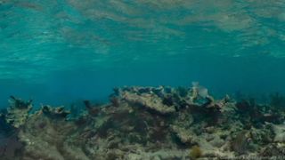 130. Гонка на вымирание (2015)