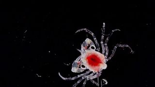 14. Гонка на вымирание (2015)