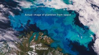 15. Гонка на вымирание (2015)