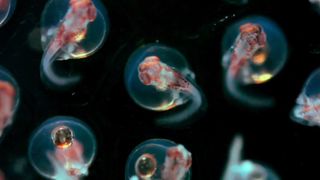 16. Гонка на вымирание (2015)