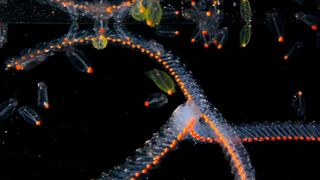 20. Гонка на вымирание (2015)