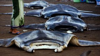 21. Гонка на вымирание (2015)