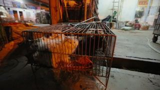 26. Гонка на вымирание (2015)