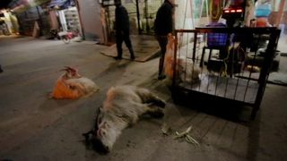 29. Гонка на вымирание (2015)