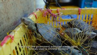 33. Гонка на вымирание (2015)