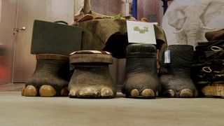 35. Гонка на вымирание (2015)