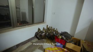 36. Гонка на вымирание (2015)