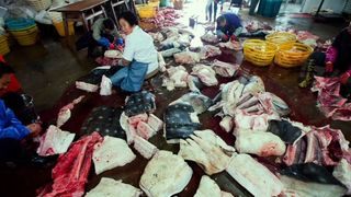 37. Гонка на вымирание (2015)