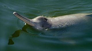 39. Гонка на вымирание (2015)