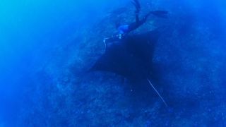 42. Гонка на вымирание (2015)