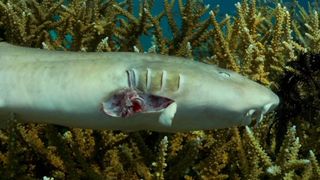 43. Гонка на вымирание (2015)