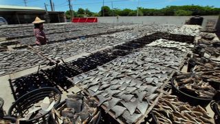 56. Гонка на вымирание (2015)