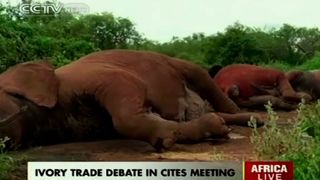 71. Гонка на вымирание (2015)