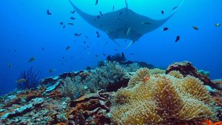 72. Гонка на вымирание (2015)