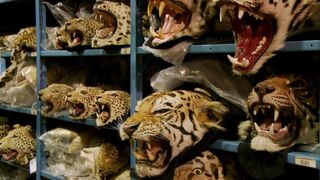 80. Гонка на вымирание (2015)