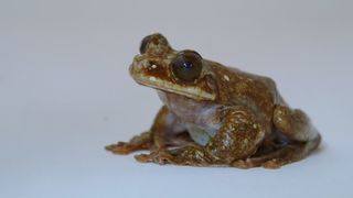 96. Гонка на вымирание (2015)