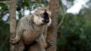 10. Остров лемуров: Мадагаскар (2014)