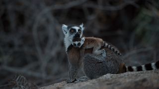 11. Остров лемуров: Мадагаскар (2014)