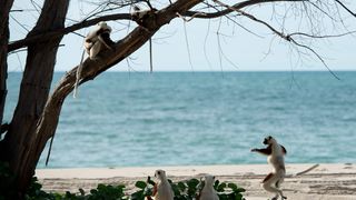 12. Остров лемуров: Мадагаскар (2014)