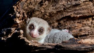 13. Остров лемуров: Мадагаскар (2014)