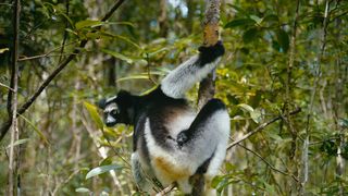 14. Остров лемуров: Мадагаскар (2014)