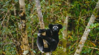 15. Остров лемуров: Мадагаскар (2014)