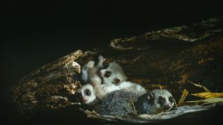 16. Остров лемуров: Мадагаскар (2014)