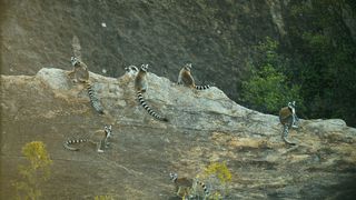 20. Остров лемуров: Мадагаскар (2014)