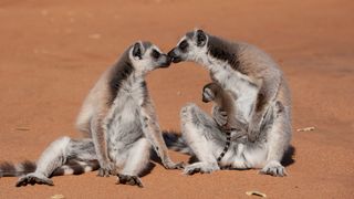 23. Остров лемуров: Мадагаскар (2014)