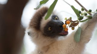 24. Остров лемуров: Мадагаскар (2014)