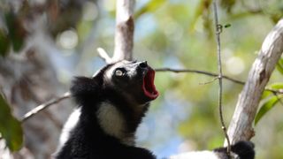 26. Остров лемуров: Мадагаскар (2014)