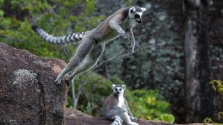 27. Остров лемуров: Мадагаскар (2014)