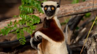 28. Остров лемуров: Мадагаскар (2014)