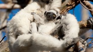 29. Остров лемуров: Мадагаскар (2014)