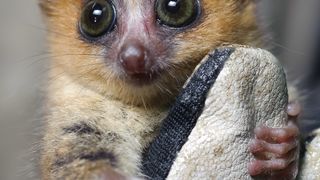 30. Остров лемуров: Мадагаскар (2014)