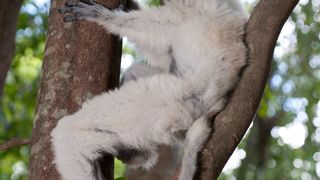 31. Остров лемуров: Мадагаскар (2014)