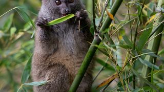 33. Остров лемуров: Мадагаскар (2014)