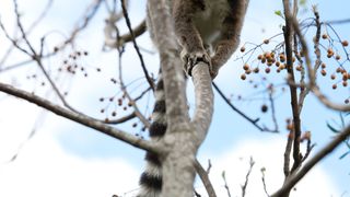 34. Остров лемуров: Мадагаскар (2014)