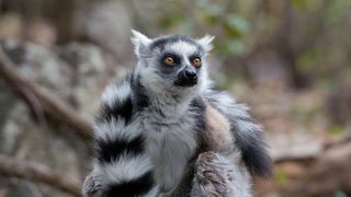 35. Остров лемуров: Мадагаскар (2014)