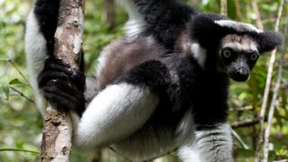 36. Остров лемуров: Мадагаскар (2014)