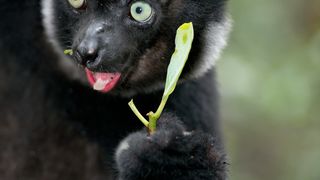 37. Остров лемуров: Мадагаскар (2014)