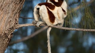 38. Остров лемуров: Мадагаскар (2014)