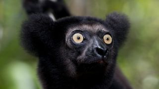 39. Остров лемуров: Мадагаскар (2014)