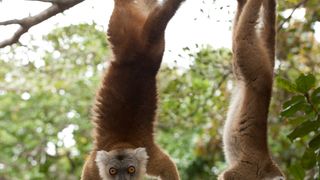 40. Остров лемуров: Мадагаскар (2014)