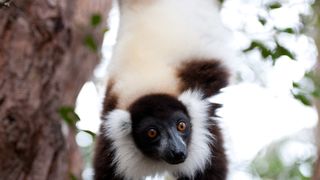 41. Остров лемуров: Мадагаскар (2014)